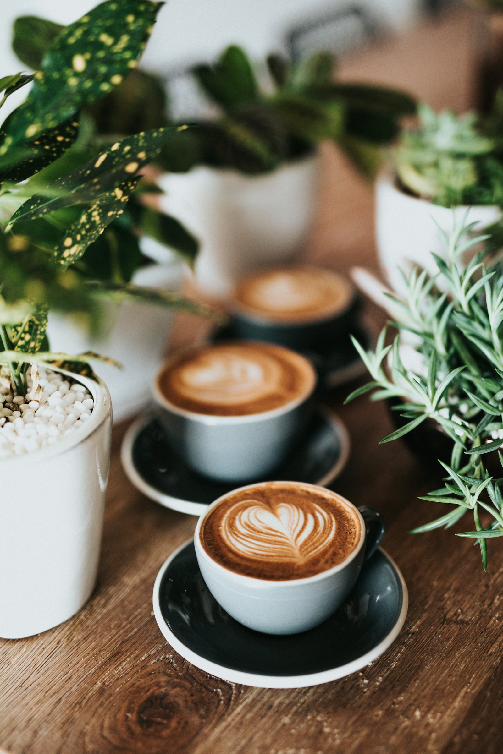 Cappuccino next to green plants